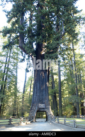 Kronleuchter Baum Leggett Valley in Kalifornien Stockfoto