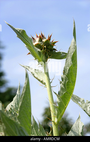 Karde aka Artischocke Mariendistel, Cardone, Cardoni oder Cardi Cynara Cardunculus Asteraceae Compositae Stockfoto