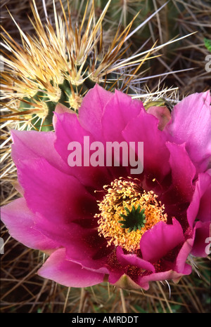 Erdbeere Igel Cactus Flower Frühling blüht März bis April in Wüstenlandschaften Stockfoto