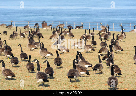 Kanadische Gänse mit Port Huron, Michigan als Anschlag auf den Flug nach Süden während der Winter-migration Stockfoto