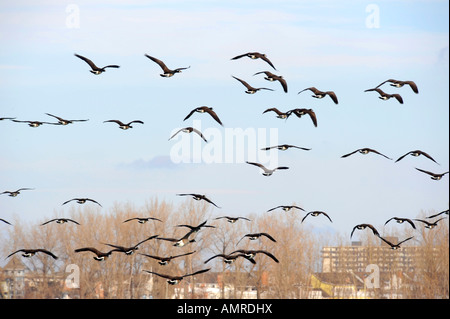 Kanadische Gänse mit Port Huron, Michigan als Anschlag auf den Flug nach Süden während der Winter-migration Stockfoto