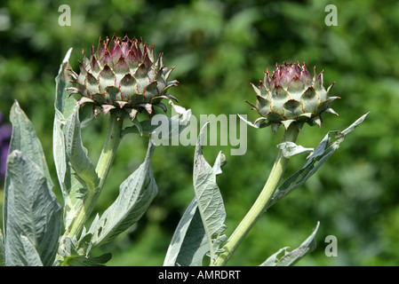 Karde aka Artischocke Mariendistel, Cardone, Cardoni oder Cardi Cynara Cardunculus Asteraceae Compositae Stockfoto