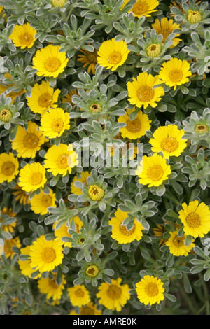 Tunesischer Teppich, Goldmünzen oder Mittelmeer Strand Daisy, Asteriscus Maritimus (Bubonium Maritimum), Asteraceae Tunesien Afrika. Stockfoto