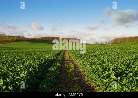 Fußweg in der Grafschaft kent Stockfoto