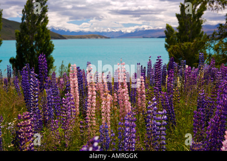 Russell Lupine, Lupinus Polyphyllus, an den Ufern des Lake Tekapo, Südinsel, Neuseeland. Stockfoto