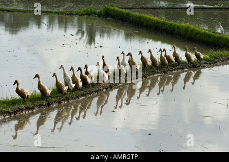 Enten in einem Reisfeld Zeile Terrasse Ubud Bali Indonesien Stockfoto