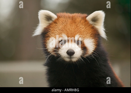 Roter Panda Ailurus Fulgens, sehr gefährdet, Zoo von Edmonton, Alberta, Kanada Stockfoto