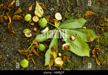 Rosskastanie - Aesculus Hippocastanum, Wiltshire, UK. Stockfoto