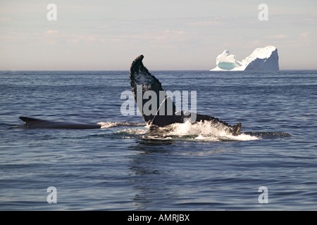 Buckelwal, Impressionen Novaeangliae, Kanada, Neufundland, Labrador, Iceberg, Iceberg Alley Stockfoto