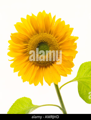 Nahaufnahme der Sonnenblume Stockfoto