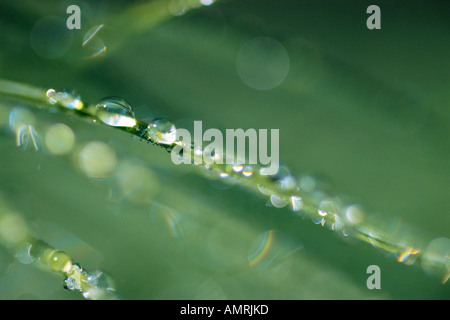 Tau auf dem Rasen Stockfoto