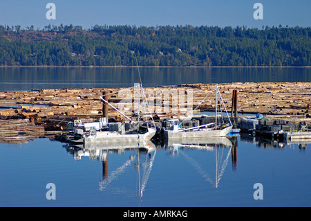 Kanadische Floating Log Floß an Fanny Bay angekettet und bereit zur eingestampft Mühle vor der Verarbeitung abgeschleppt werden.  BCX 0112. Stockfoto