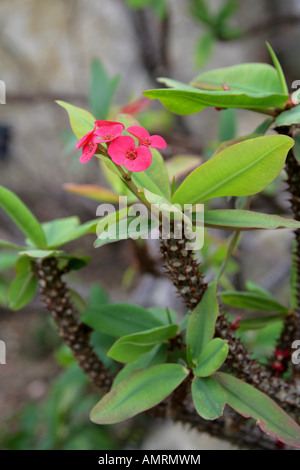 Coronne des Epines Euphorbia Milii Var Splendens Euphorbiaceae Stockfoto