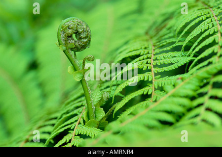 Nahaufnahme von Farn Stockfoto