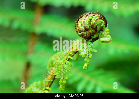 Nahaufnahme von Farn Stockfoto