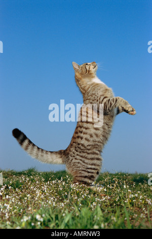 Katze auf den Hinterbeinen stehend Stockfoto