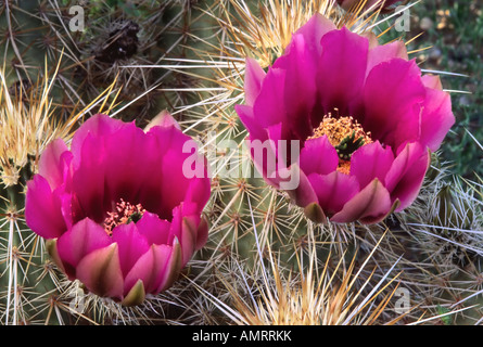 Twin Frühling Erdbeere Igel Kaktus Blumen Blüte März bis April in Wüstenlandschaften Stockfoto