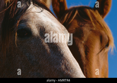 Nahaufnahme von Pferden Stockfoto