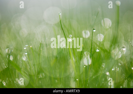 Tautropfen auf Grashalmen Stockfoto