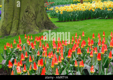 Tulpen und Narzissen, Keukenhof Gärten, Holland, Niederlande Stockfoto