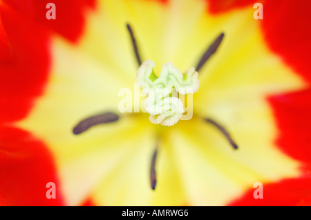 Nahaufnahme der Tulpe Stockfoto