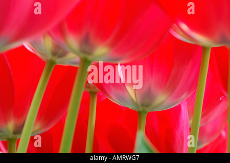 Nahaufnahme der Tulpen Stockfoto