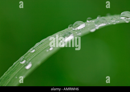 Wassertropfen auf Grashalm Stockfoto