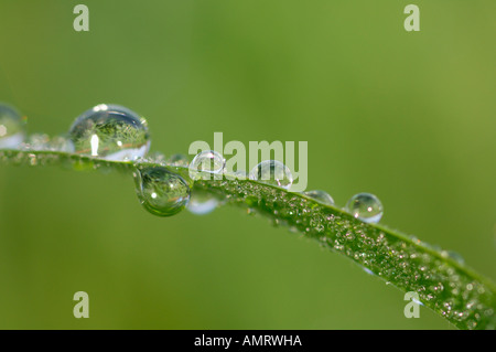 Wassertropfen auf Grashalm Stockfoto
