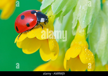 Nahaufnahme der Marienkäfer Stockfoto