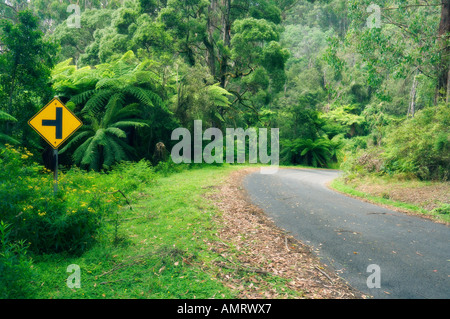 Straße durch Tarra Bulga Nationalpark, Victoria, Australien Stockfoto