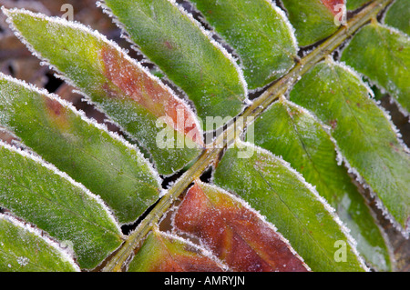 Queets River Gebiet, Regenwald, Olympic Nationalpark, Olympische Halbinsel, Washington, USA, Nordamerika. Stockfoto