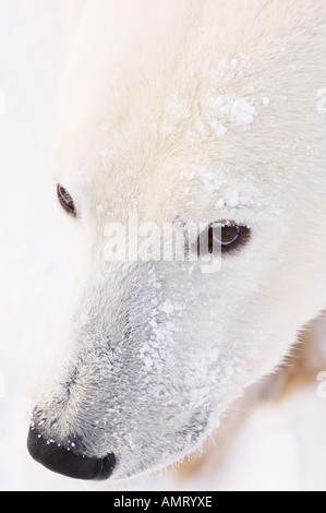 Porträt von Eisbär Stockfoto