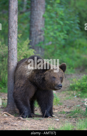 Europäischer Braunbär Ursus Arctos Erwachsenfrau kratzen gegen Kiefer in Taiga Wald Martinselkonen Finnland Juni Stockfoto