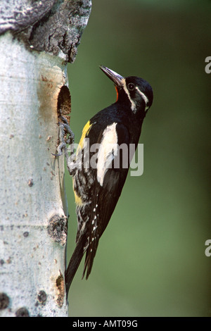 Williamsons Sapsucker am Aspen Nest Loch - vertikal Stockfoto