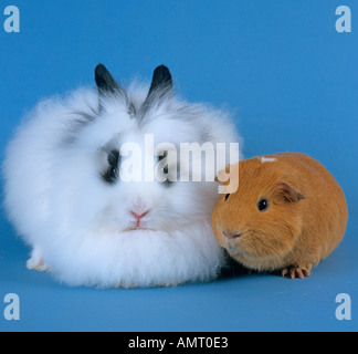 Löwenkopf Kaninchen und Meerschweinchen Haustier auf blauem Hintergrund Stockfoto