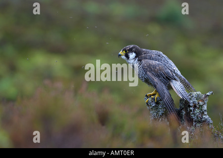Wanderfalken Falco Peregrinus in einer Wolke von Mücken Schottland Falkner Vogel Stockfoto