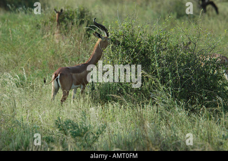 Kenia Samburu National Reserve Kenia Gerenuks Litocranius Walleri AKA Giraffe Gazelle kaute Blätter an einem Baum Stockfoto