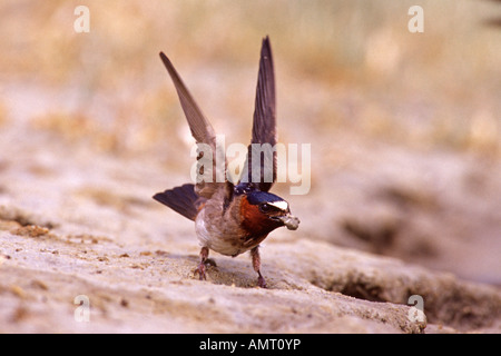 Klippe Schwalbe Schlamm für sein Nest zu sammeln Stockfoto