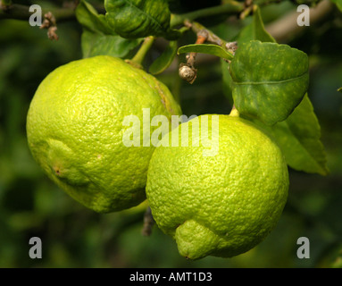 Zwei reife Zitronen auf einem Baum Stockfoto