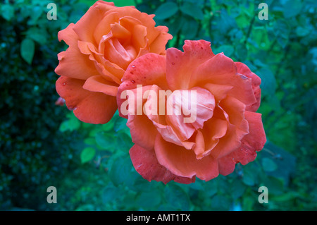 Nahaufnahme mit einer roten rosa rose Stockfoto