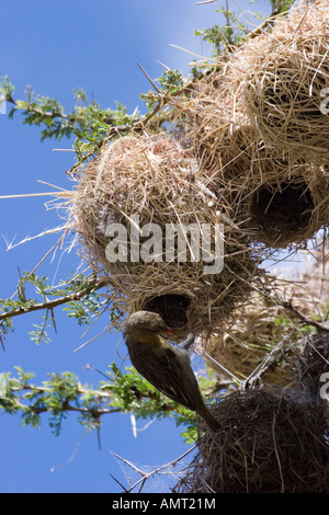 Kenia-Masai-Mara-Speke s Weber Ploceus spekei Stockfoto