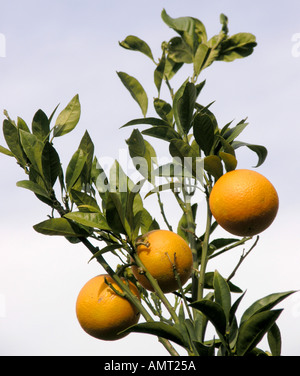 Orangen auf einem Baum Stockfoto