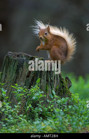 Eichhörnchen Sciurus Vulgaris Sommer Erwachsene im Pinienwald Speyside Schottland Juli Stockfoto