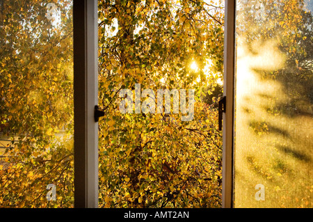 Eine weinende Birke Blätter Blick durch ein offenes Fenster im Sonnenlicht durch den Herbst. Stockfoto