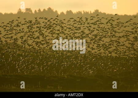 Knutt Calidris Canutus Flut Roost Herde im Flug Snettisham RSPB reserve Norfolk England Oktober Stockfoto