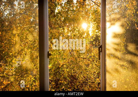 Eine weinende Birke Blätter Blick durch ein offenes Fenster im Sonnenlicht durch den Herbst. Stockfoto