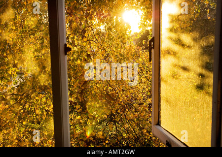 Eine weinende Birke Blätter Blick durch ein offenes Fenster im Sonnenlicht durch den Herbst. Stockfoto