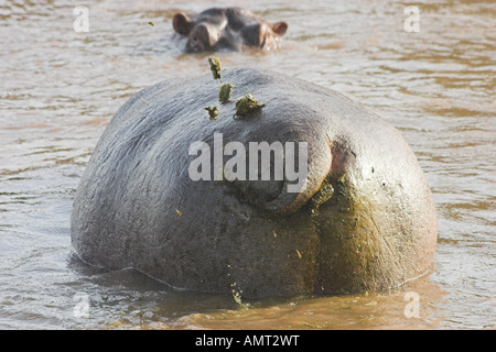 Kenia-Masai Mara Nilpferd in den Mara River von der Rückseite aus gesehen Stockfoto