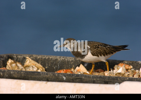 Ruddy Steinwälzer Arenaria Interpres winter Erwachsene Aufräumvorgang auf Schalentiere Innereien North Norfolk England Oktober Stockfoto