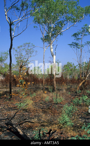 Bush Wiederherstellen nach Waldbrand, Northern Territory, Australien Stockfoto